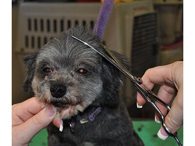 How to Learn the Asian Fusion Pet Grooming Technique
